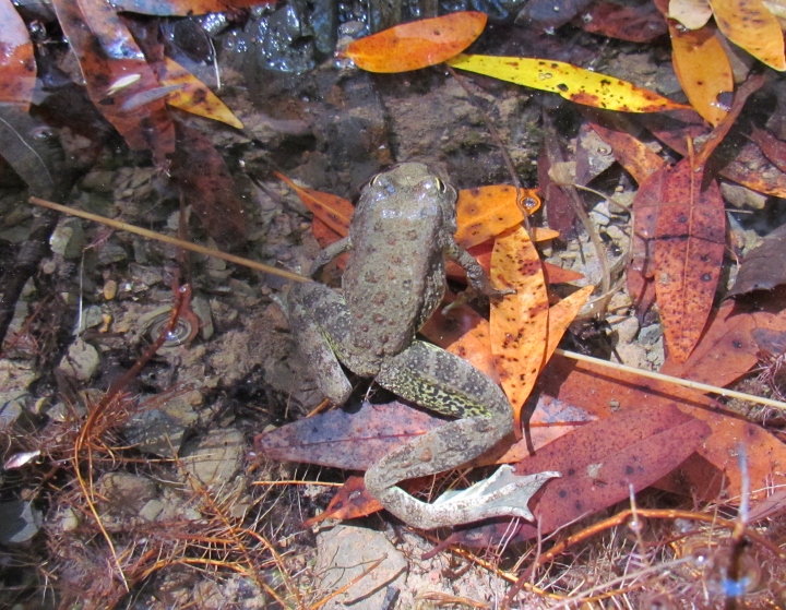 Foothill Yellow-legged Frog